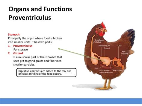 Avian Digestive System