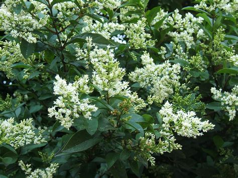 Ligustrum ovalifolium / California privet - Consejos para mi huerto