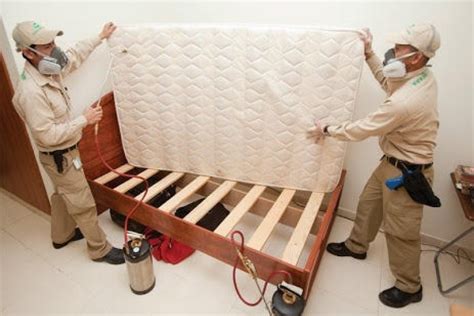 Bed Bugs: Why You Want A Pest Control Service To Remove Them ...