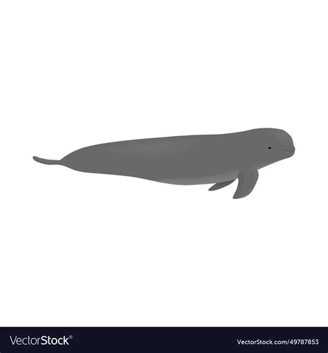 Indo-pacific finless porpoise Royalty Free Vector Image