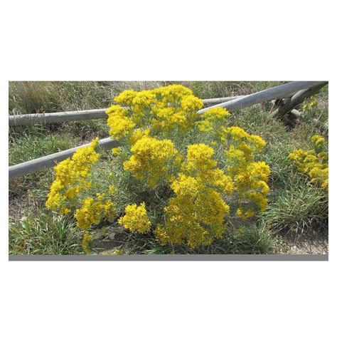 100 Rubber Rabbitbrush Seeds for Planting - Hardy Perennial - Walmart.com