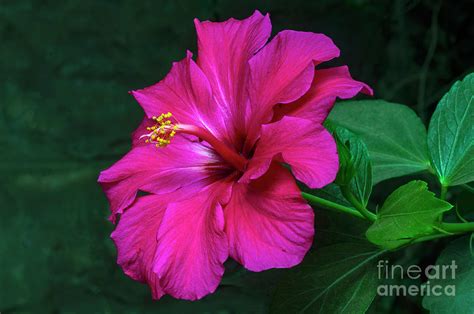 Chinese Hibiscus Photograph by Morris Keyonzo - Fine Art America