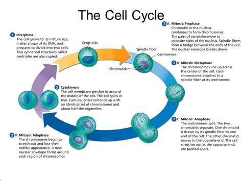 Mitosis, Meiosis, Cell Cycle, Cancer Diagram | Quizlet