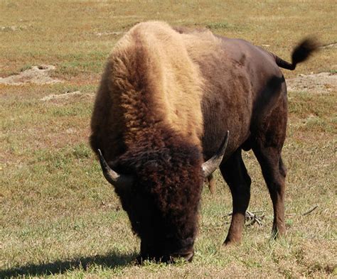 Wildlife Preservation at Elk Island National Park – Your Canada