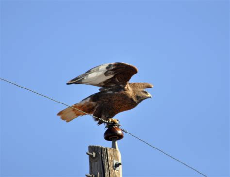 Ferruginous Hawk Identification /Hawks Aloft Inc.