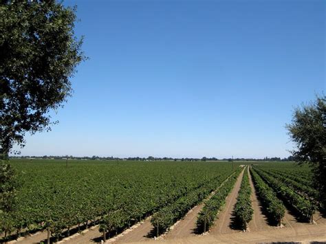 My West Sacramento Photo of the Day: Bogle Vineyards & Winery