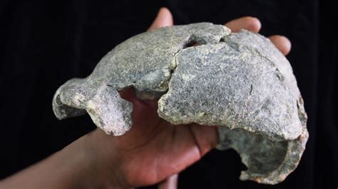 New Homo erectus Fossils Hint at Diverse Tool Use – Popular Archeology