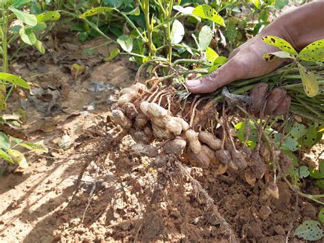 How to Grow and Care for Peanut Plants