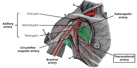 Thoracodorsal Artery - Course - Supply - TeachMeAnatomy