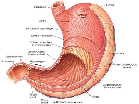 Muscular layers of stomach | Digestive system anatomy, Physiology ...