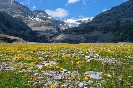 Alpine Tundra Biome: Location, Climate, Vegetation and Animals - Paperblog