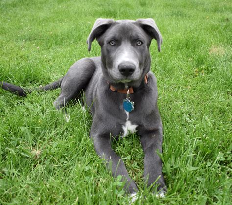 Blue Lacy/Texas Lacy Puppies and Dogs in Mont-Tremblant, QC - Buy or Adopt | Adoptapet.com