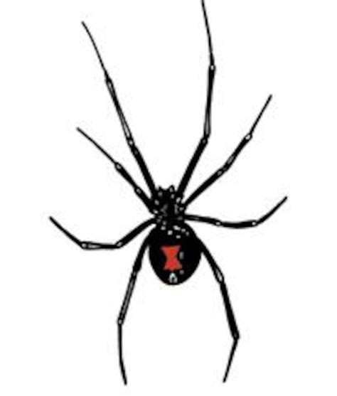 Black widow spiders > Mountain Home Air Force Base > Article Display