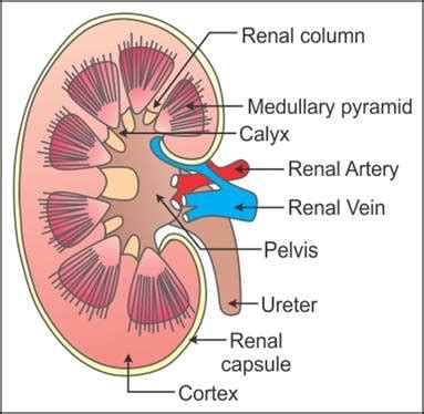 Label A Kidney Diagram