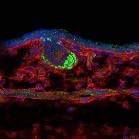 Image Gallery - Developmental Biology