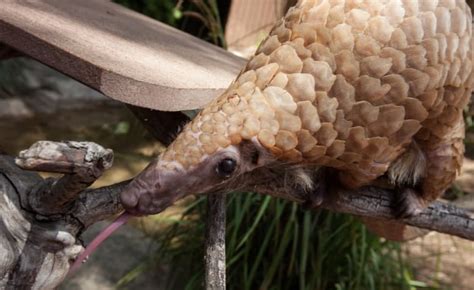 23 Astonishing Pangolin Facts - Fact Animal