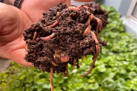 Vermicomposting Benefits (11 Brilliant Advantages Of Vermicompost In ...