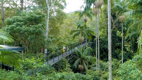 Tamborine Rainforest Skywalk