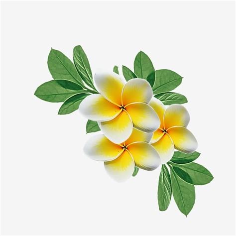 Yellow Flower Watercolor White Transparent, Watercolor Flower Yellow Flowers Png, Watercolor ...