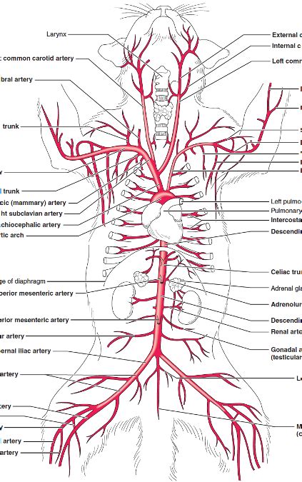 Dissection of blood vessels of cat Flashcards | Easy Notecards