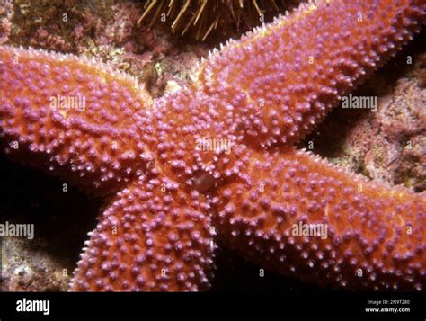 Starfish regeneration arms hi-res stock photography and images - Alamy