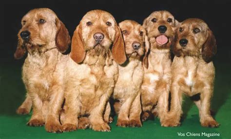 Basset fauve de Bretagne - Pet Your Dog