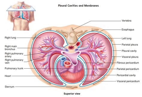 Pleural Cavity And Pleura: Anatomy And Types Of Pleura, 40% OFF