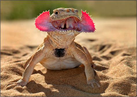 19 Evil Lizard Photos That Prove They Are The Devil's Minions