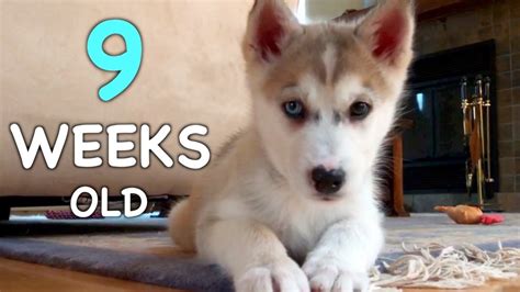 How Big Are Huskies At 2 Months