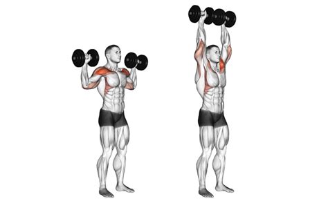 Standing Dumbbell Overhead Shoulder Press | Member Login Area | Tom Venuto’s Burn the Fat Inner ...