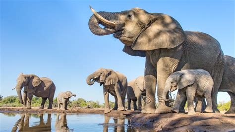 Elephant Drinking Water