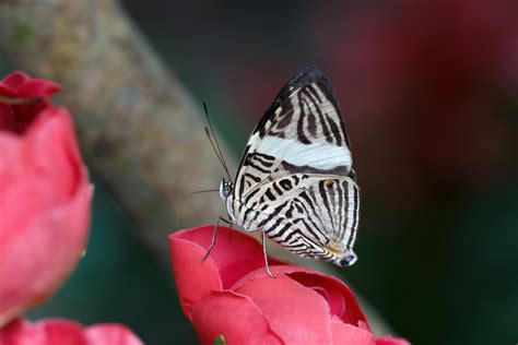 A dirce beauty (Colobura dirce), also known as the zebra mosaic photographed at the Haga Ocean ...