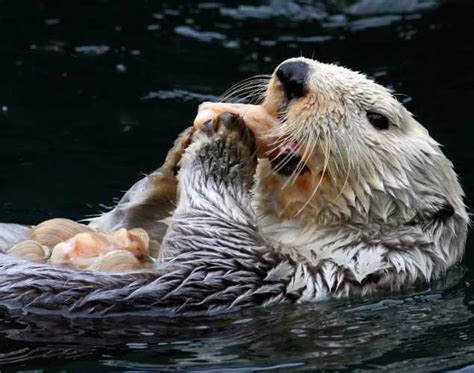 What Do Sea Otters Eat? And Other Otter Trivia | The Marine Mammal Center