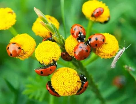 11 insectos beneficiosos para el jardín y la huerta - Eco Jardín Mágico