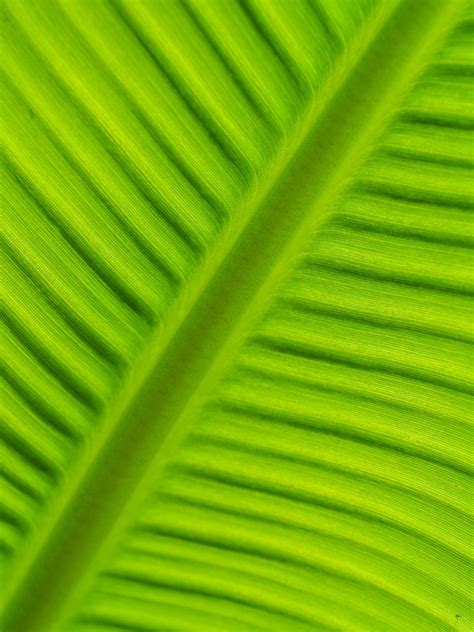 Banana Leaves Free Stock Photo - Public Domain Pictures