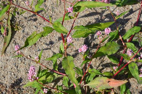 Smartweed - Green Thumb Advice