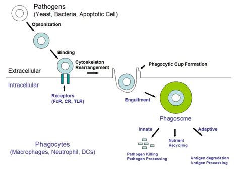 Macrophage Phagocytosis Assay