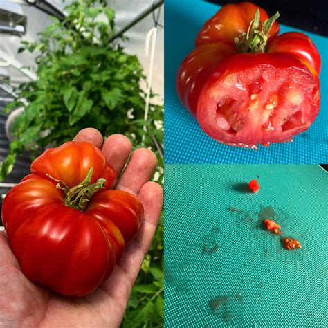 Growing Hydroponic Tomatoes - GROZINE