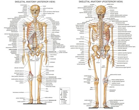 Anterior and Posterior view | Human bones anatomy, Human skeleton ...