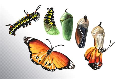 Butterfly metamorphosis (712066) | Illustrations | Design Bundles