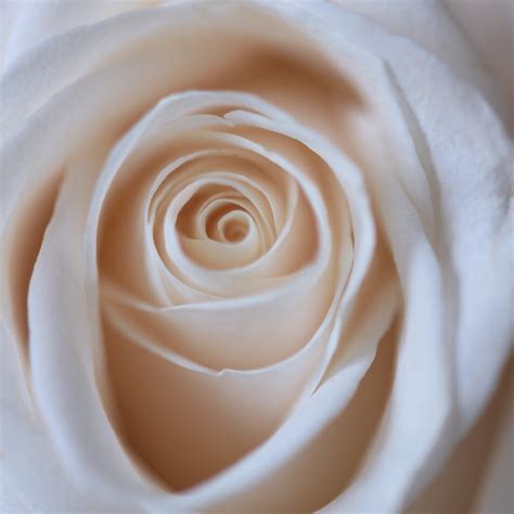 Pink Rose Close up Royalty-Free Stock Photo