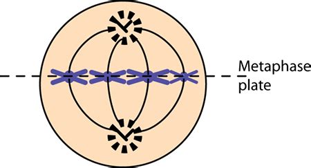 Metaphase I in Meiosis I | Overview & Stages - Lesson | Study.com