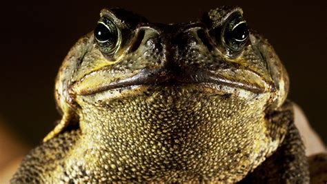 Poisonous cane toads active in Florida: What to know