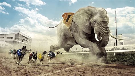 Dog and Elephant Racing | Full HD Desktop Wallpapers 1080p