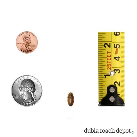 ½-inch Dubia Roaches • Dubia Roach Depot