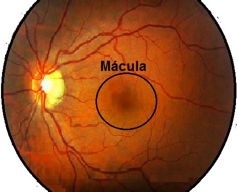 Mácula lútea - Asociación Mácula Retina