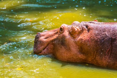 Hippopotamus in the water stock image. Image of hippopotamus - 176137877