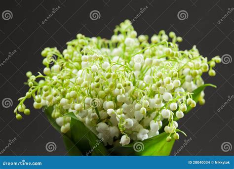 Lily of the Valley bouquet stock photo. Image of bloom - 28040034