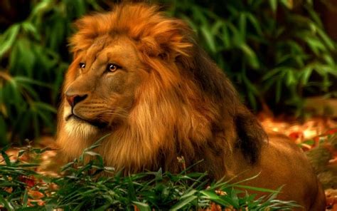 Lion Screensavers and Wallpaper - WallpaperSafari