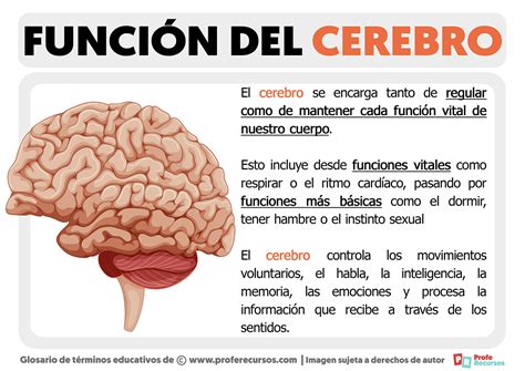 Cuales Son Las Funciones Del Cerebro - Image to u